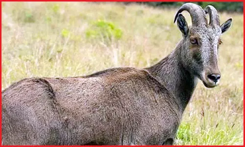 ஆடுகளுடன்  சுற்றிய வரையாடு பொதுமக்களை தாக்கியதால் ராஜமலையில் விட்ட வனத்துறை