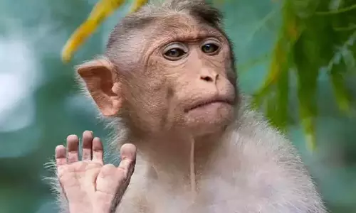 குரங்கு தொல்லையால் அவதியுறும் பொதுமக்கள்