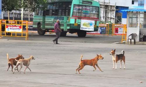 நாகர்கோவில் மாநகர பகுதிகளில் சுற்றித்திரியும் தெரு நாய்களால் பொதுமக்கள் அச்சம்
