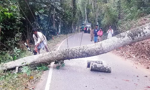 பெரும்பாறை அருகே சாலையின் குறுக்கே மரம் விழுந்ததால் போக்குவரத்து பாதிப்பு