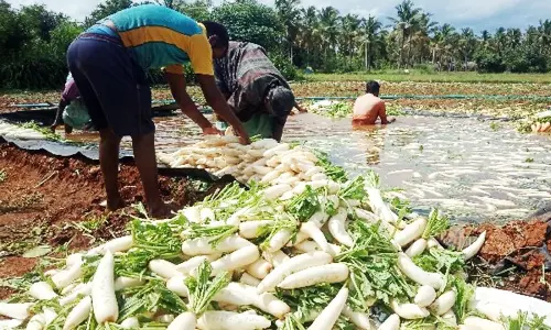 விளைச்சல் அதிகரித்துள்ளதால் முள்ளங்கி விலை கடும் வீழ்ச்சி