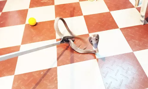 வீட்டில் புகுந்த நாகபாம்பு மீட்பு