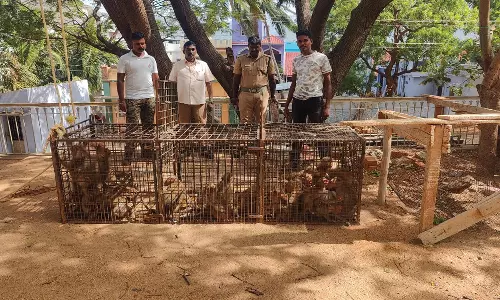 ஆரல்வாய்மொழியில் அட்டகாசம் செய்த 46 குரங்குகள் சிக்கியது