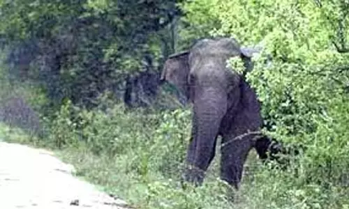 வடவள்ளி அருகே காட்டு யானை தாக்கி வடமாநில வாலிபர் படுகாயம்