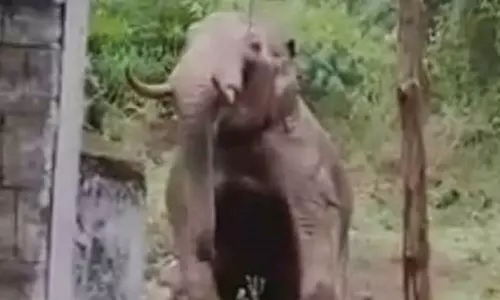 குட்டையில் குளித்து மகிழ்ந்த ஒற்றை யானை- உடல் முழுவதும் சேற்றையும் பூசி கொண்டது