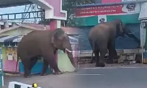 பவானிசாகர் அணை பூங்காவில் புகுந்த ஒற்றை யானையால் பரபரப்பு- ஊழியர்கள் அலறி அடித்து ஓட்டம்