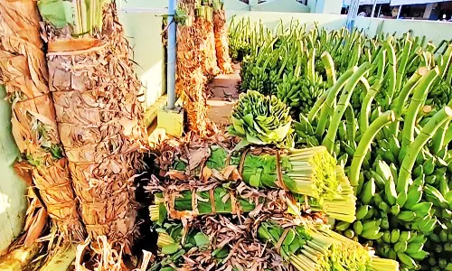 பாவூர்சத்திரம் தினசரி மார்க்கெட்டில் வாழைத்தாரின் விலை 2 மடங்கு உயர்வு