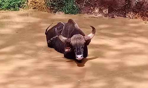 கிணற்றில் விழுந்த காட்டெருமை4 மணி நேர போராட்டத்திற்கு பின் மீட்பு