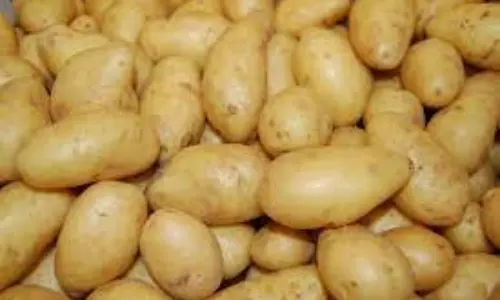 ஊட்டி உருளை கிழங்கு விலை கிடுகிடு உயர்வு