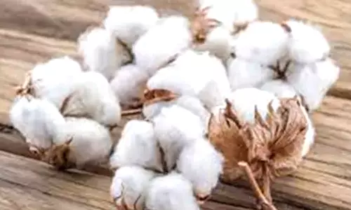 பருத்தியின் விலை குவிண்டாலுக்கு ரூ.6,800 வரை இருக்கும் வேளாண் பல்கலைக்கழகம் கணிப்பு