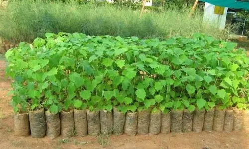 பிச்சாண்டம்பாளையம் கிராமத்துக்கு 300 பழச்செடிகள் தொகுப்பு ஒதுக்கீடு