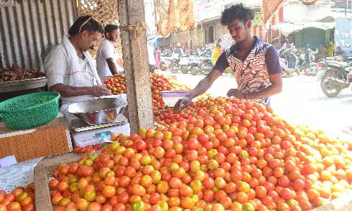 கோவை காய்கறி மார்க்கெட்டுகளில் தக்காளி விலை தொடர்ந்து உயர்வு