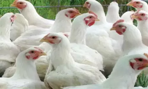 கறிக்கோழி விலை கிலோவுக்கு ரூ.12 உயர்வு