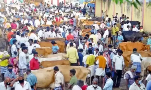 ரூ.1 கோடிக்கு கால்நடைகள் விற்பனை