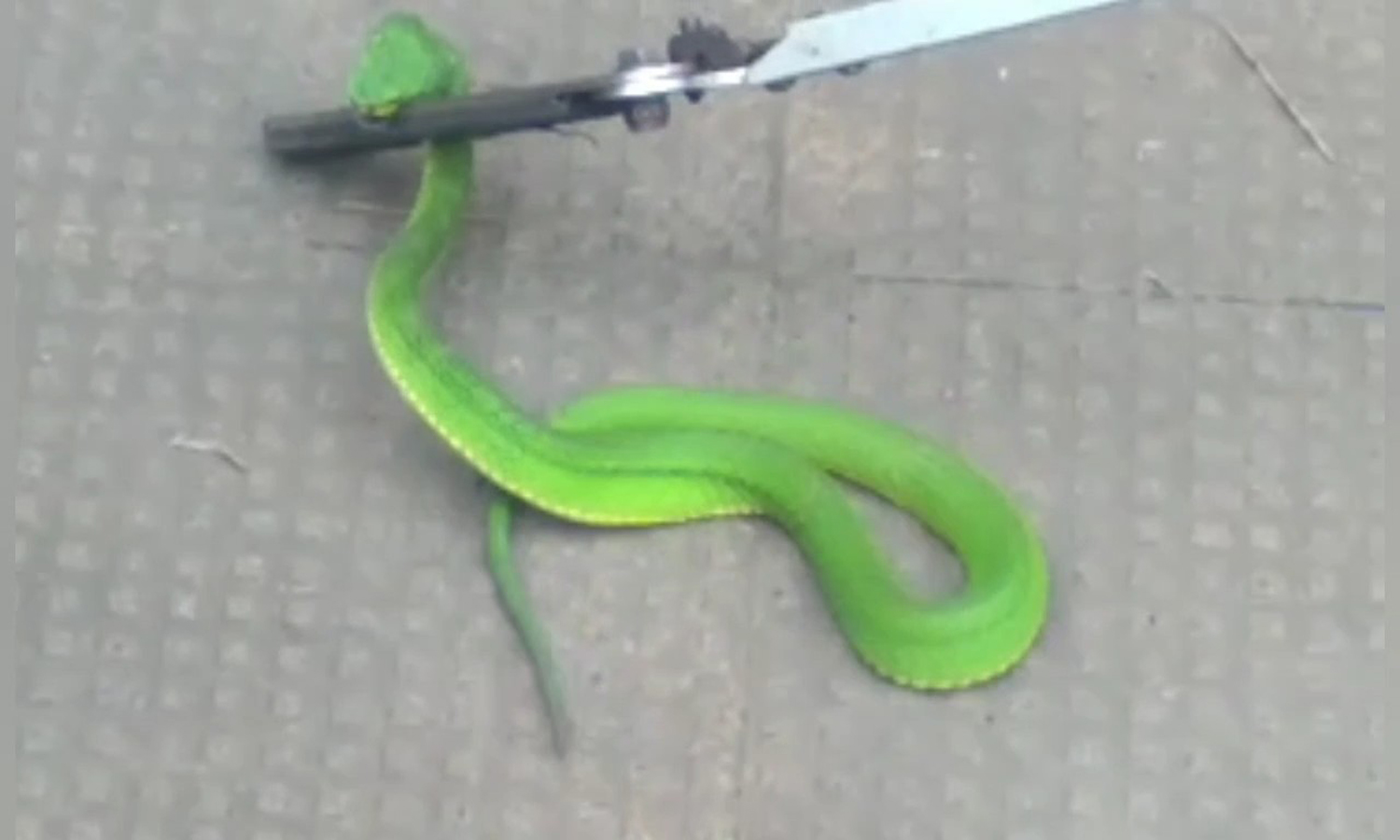 கொடைக்கானல் வெள்ளி நீர்வீழ்ச்சி பகுதியில் பிடிபட்ட பாம்பு