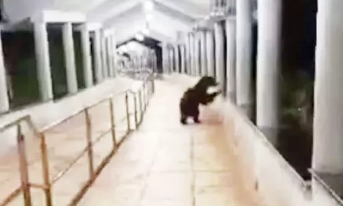 சிறுத்தைகள், கரடி நடமாட்டம்: திருப்பதி நடைபாதையில் தடுப்பு வேலி அமைக்க பக்தர்கள் வலியுறுத்தல்