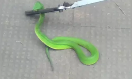 கொடைக்கானல் வெள்ளி நீர்வீழ்ச்சி பகுதியில் பிடிபட்ட பாம்பு