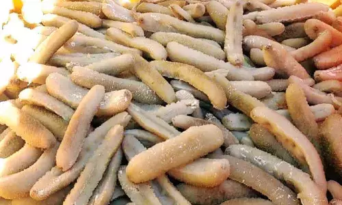 உச்சிப்புளி கடற்கரையில் தடை செய்யப்பட்ட 130 கிலோ கடல் அட்டைகள் பறிமுதல்