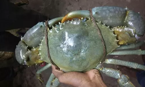 பழவேற்காடு நண்டுக்கு மவுசு அதிகரிப்பு- கிலோ ரூ.800 வரை விற்பனை