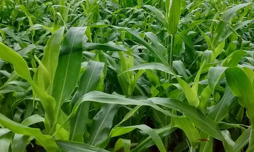 திண்டுக்கல் அருகே தீவனப்புல் சாகுபடி செய்ய ஆர்வம் காட்டும் விவசாயிகள்