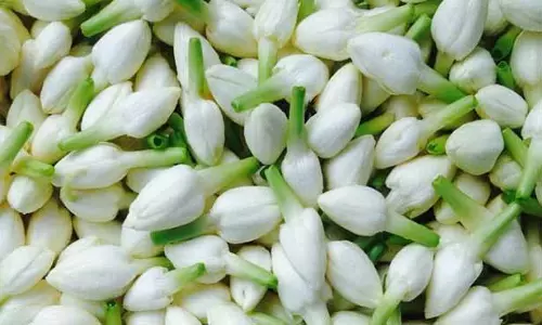 1 கிலோ மல்லிகை ரூ.1௦௦௦ ஆடிப்பெருக்கை முன்னிட்டு