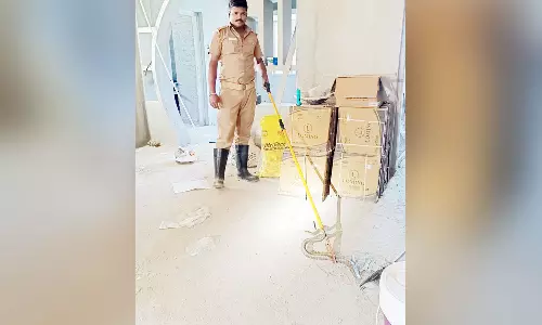 வீட்டிற்குள் நுழைந்த சாரை பாம்பு