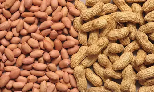 நிலக்கடலை ரூ.2.16 லட்சத்துக்கு ஏலம்