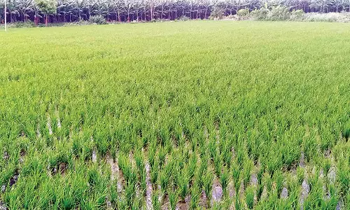 பூதலூர் வட்டாரத்தில் 9 ஆயிரம் ஏக்கரில் குறுவை சாகுபடி