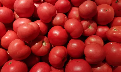 வத்தலக்குண்டு சந்தையில் வரத்து அதிகரிப்பால் தக்காளி கிலோ ரூ.55க்கு விற்பனை