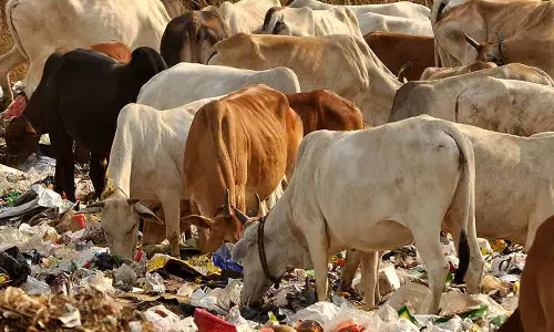 மாட்டின் வயிற்றில் 30 கிலோ பிளாஸ்டிக்: அறுவை சிகிச்சை மூலம் அகற்றிய டாக்டர்கள்