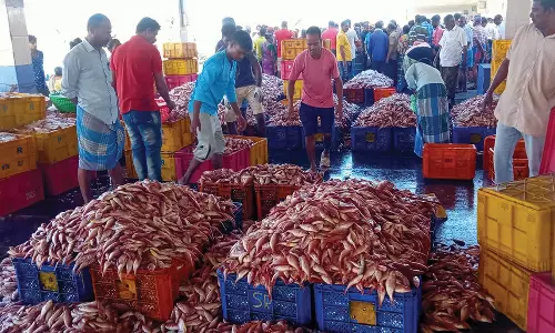 விசைப்படகுகளில் பிடிபட்ட கிளி மீன்கள்