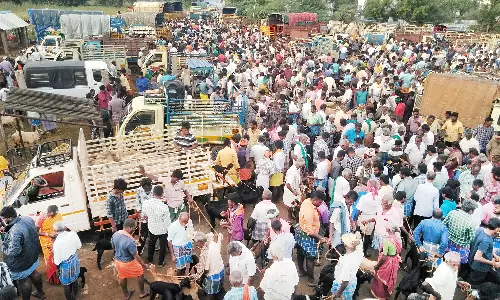 ஆடி திருவிழாக்களால் அய்யலூர் சந்தையில் ஆடுகள் விலை உயர்வு-விவசாயிகள் மகிழ்ச்சி