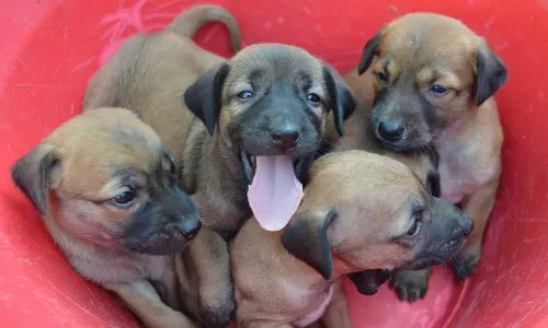 நாட்டு நாய் குட்டிகளை வளர்க்க விரும்பும் சென்னை மக்கள்