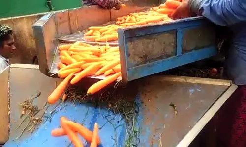 கோத்தகிரியில் கேரட் கொள்முதல் விலை கடும் வீழ்ச்சி