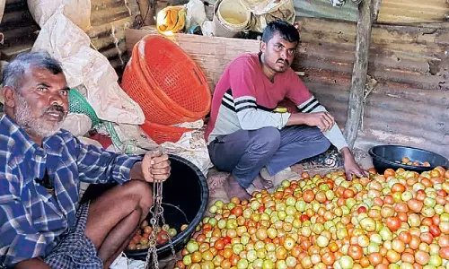 தக்காளியை கிலோ ரூ.80க்கு விற்பனை செய்து வரும் நீலகிரி சகோதரர்கள்