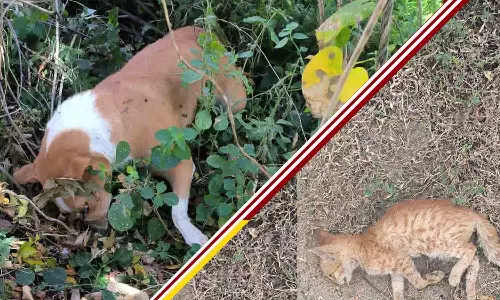 இறைச்சியில் விஷம் வைத்து 10 நாய், பூனைகள் கொலை