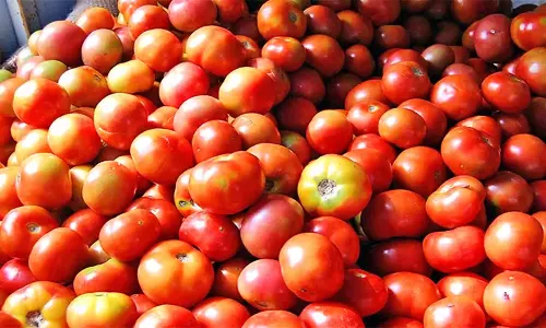 ஆந்திராவில் திசைமாறிய திருடர்கள்- கடை, தோட்டத்தில் 450 கிலோ தக்காளி கொள்ளை