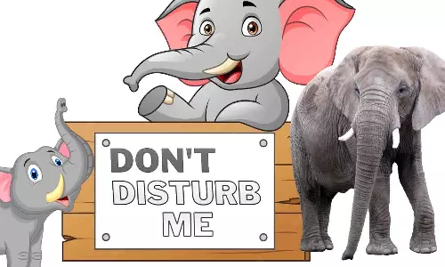 யானைகளை தொந்தரவு செய்யக்கூடாது - வனத்துறையினர் எச்சரிக்கை