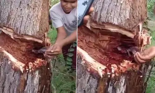 ஆந்திர வனப்பகுதியில் வெட்டிய மரத்திலிருந்து கொட்டிய தண்ணீர்