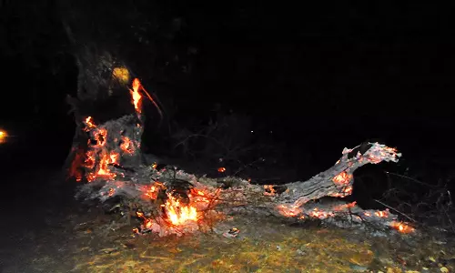 களக்காடு அருகே இரவில் மரத்தில் பற்றிய தீ கட்டுக்குள் வந்தது-போக்குவரத்து பாதிப்பு