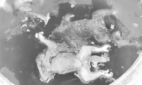 விராலிமலையில் அரசு மருத்துவமனை தண்ணீர் தொட்டியில் இறந்து கிடந்த 2 குரங்குகள்: நோயாளிகள் அதிர்ச்சி