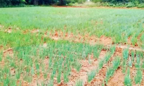 சின்ன வெங்காயம் சாகுபடியில் ஆர்வம் காட்டும்  விவசாயிகள்