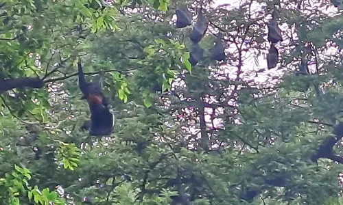 கோவை காந்தி பூங்காவில் தஞ்சம் புகுந்த வவ்வால்கள்