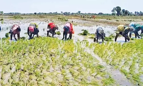விவசாய பெண்கள் களைப்பு தீர கிராமிய பாடல்கள் பாடி நடவு நட்டனர்