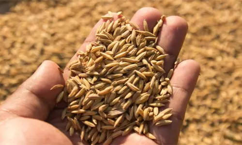 மானிய விலையில் விதை நெல்