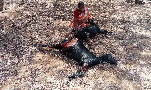 வேடசந்தூர் அருகே வெறிநாய்கள் கடித்து குதறியதில் 2 சினை ஆடுகள் பலி