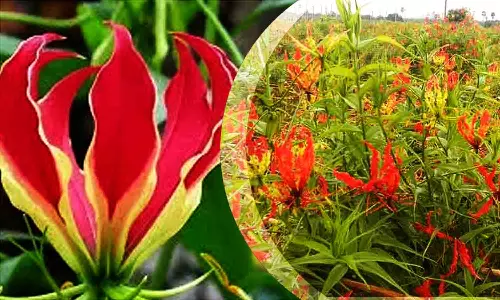 மூலனூர்  ஒழுங்குமுறை விற்பனைக்கூடத்தில்  கண்வலி விதை விற்பனையை தொடங்க வேண்டும் -  விவசாயிகள் வலியுறுத்தல்