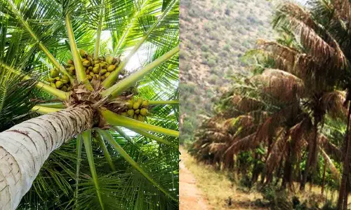 தென்னந்தோப்புகளில் வேகமாக பரவும் கருந்தலை புழு தாக்குதல் - விவசாயிகள் அதிர்ச்சி