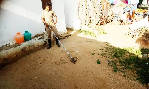 வீட்டிற்கு நுழைந்த 3 அடி நீளமுள்ள நல்ல பாம்பு