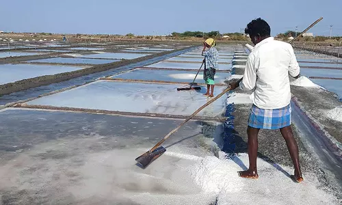 வேதாரண்யத்தில், உப்பு உற்பத்தி பணிகள் தீவிரம்